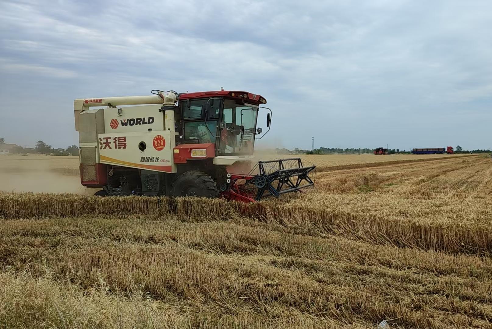 岐山枣林镇 伟隆188收获.jpg